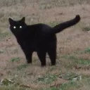 Black pixel cult (reddit)
