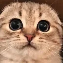 communication of cats