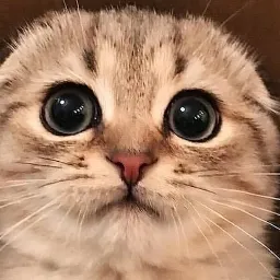 communication of cats — мониторинг Discord сервера, статистика и рейтинг