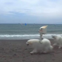 🐚 azure's ascent | self improvement + mental health ! Discord server icon