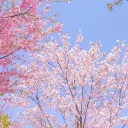 ♡Moonlight Blossom♡