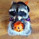 ><,Trash Panda Park,   Discord Server Icon