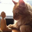 Blooming Lotus Discord server icon