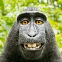 Monkey Hide Away discord icon