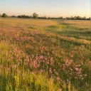 The Midwestereners Discord Server Icon