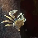 Crustatian Multiworlds Discord Server Icon