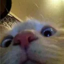 Gatos (^._.^) discord icon