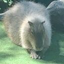 Capybara Paradise Discord Server Icon