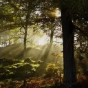 Fading Sunlight