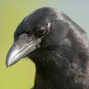 the crow club