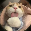 🐈 ☆ iridescence 0/5