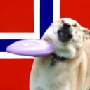 Dog`s server
