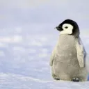 Penguin Palace