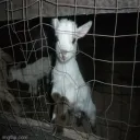 𝐨𝐜𝐝 ♡ ﹒ ﹒female own