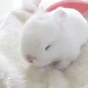 miffy ૮₍ ˃ ⤙ ˂ ₎ა Discord Server Icon