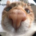 Project Cat