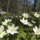 psych ward Discord Server Icon