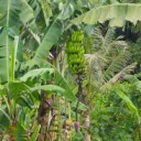 🐒Banana Jungle Society🐒