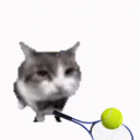 Cat Sports Online icon