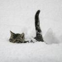 meowify Discord Server