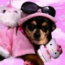 Chihuahua HQ