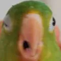 SERVIDOR DEL PERICO