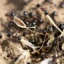Ant Colonies