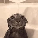 kotwc's world Discord Server Icon