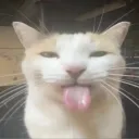 sea of goofballs discord icon