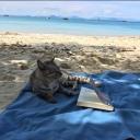☀︱ balls and summer cats