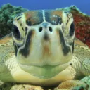 The Turtle Empire