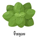 Oregano