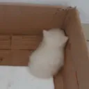 the cat tower