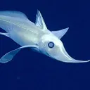 ><^,⋗ GHOST SHARK SERVER ><^,⋗