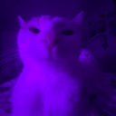 Discovery icon for ✩﹒˚₊ wizzyy 💜 ◝　⟡  ꜱᴏᴄɪᴀʟ・ʜᴀɴɢᴏᴜᴛ・ᴄᴀᴛꜱ・ᴄʜɪʟʟ・ꜰᴜɴ・ꜰʀɪᴇɴᴅʟʏ・ Discord server