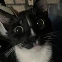 Kitty's Shop