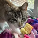 Noah is straight Discord Server Icon