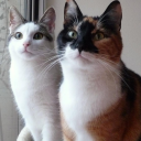 LuzAmi's Vocalist EDM Project