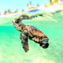 Tactful Turtle's icon