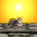 𝙲𝚛𝚘𝚜𝚜𝚎𝚍-𝙾𝚟𝚎𝚛 𝚁𝙿 & 𝙷𝚊𝚗𝚐𝚘𝚞𝚝 discord icon