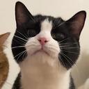 Gatos 2 Discord Server Icon