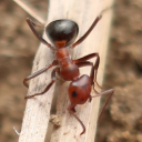 Antkeeping and Myrmecology