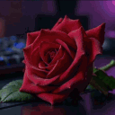 ROSE OF LOVE / Społeczność Polska PL Poland Polish Community Anime Memy LoL Gry Rozmowy RP