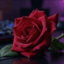 ROSE OF LOVE icon