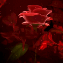 rose of love