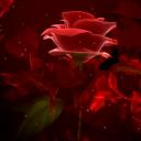 rose of love icon