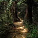 Therian/Furry Hang Out Discord server icon