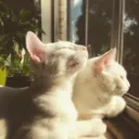 bombei's