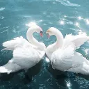 Royale Swans Discord Server Icon