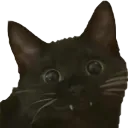 🐱Silly Galaxy🐱 discord icon